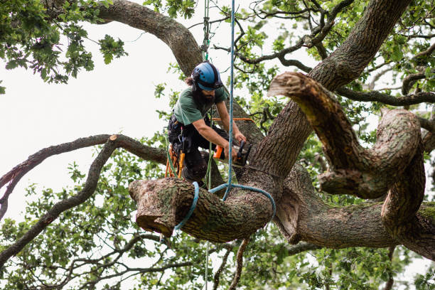 How Our Tree Care Process Works  in  Ramtown, NJ