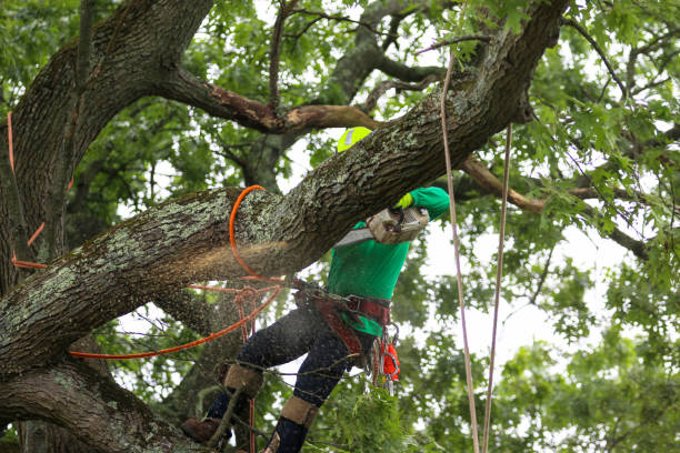 Seasonal Cleanup (Spring/Fall) in Ramtown, NJ